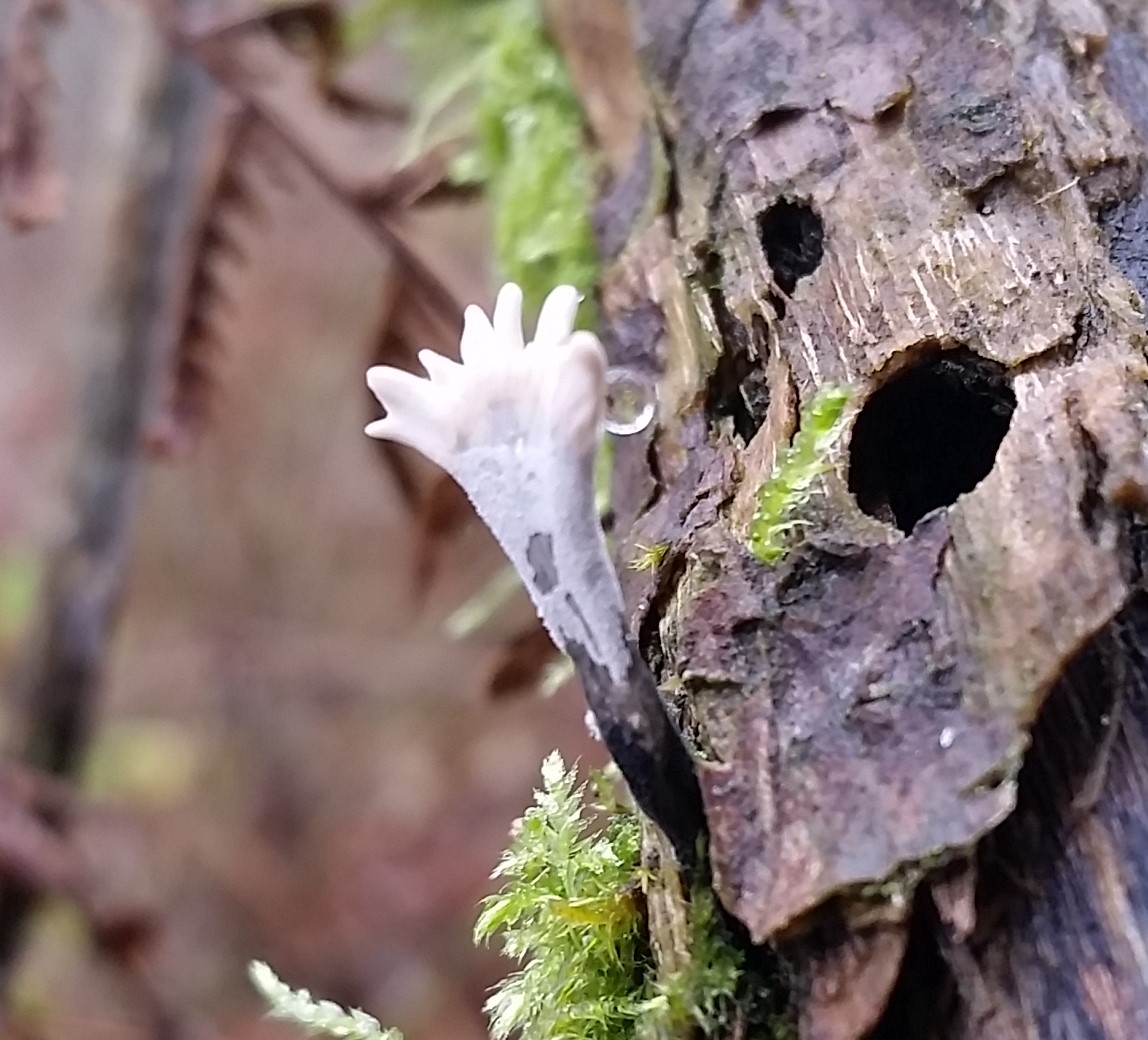 Wrinkled club fungus