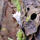 Wrinkled club fungus