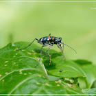 Cosmodela aurulenta juxtata 金斑虎甲