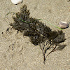 Sea weed