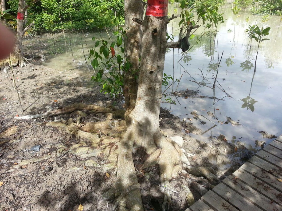 Bebuta, blind-your-eye mangrove