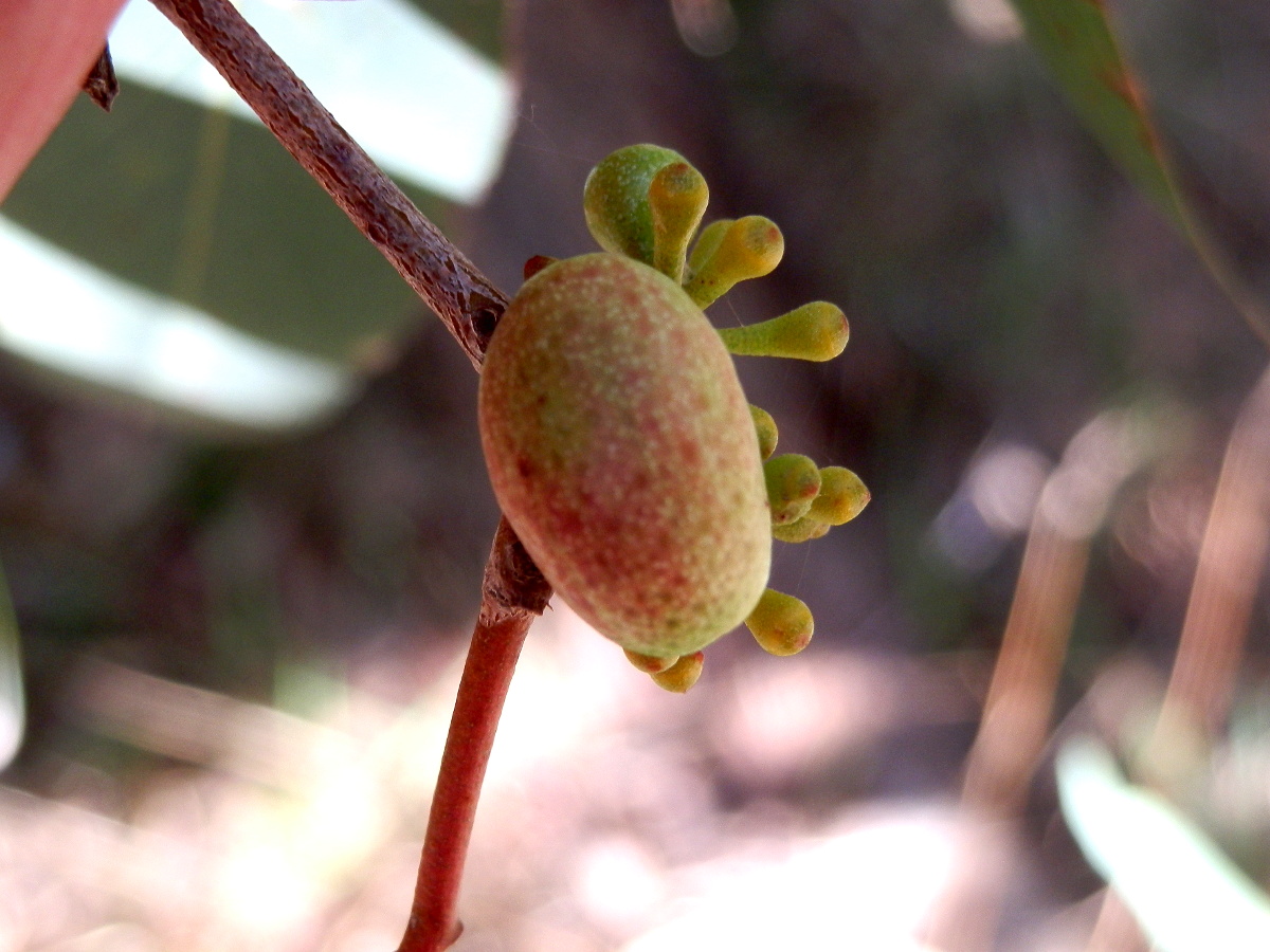 Eucalyptus gall