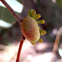 Eucalyptus gall