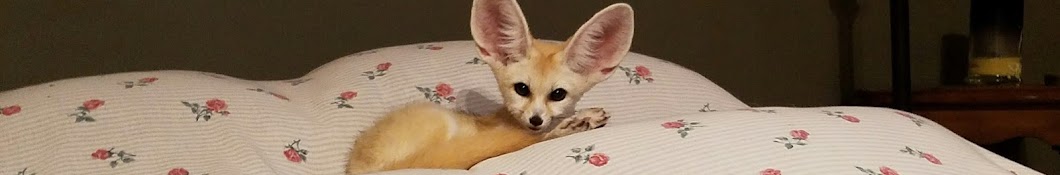 Lucy the Fennec Fox Banner