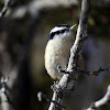 Red-breasted Nuthatch