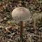 Parasol Mushroom