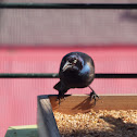 Common Grackle