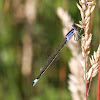 blue tailed damselfly