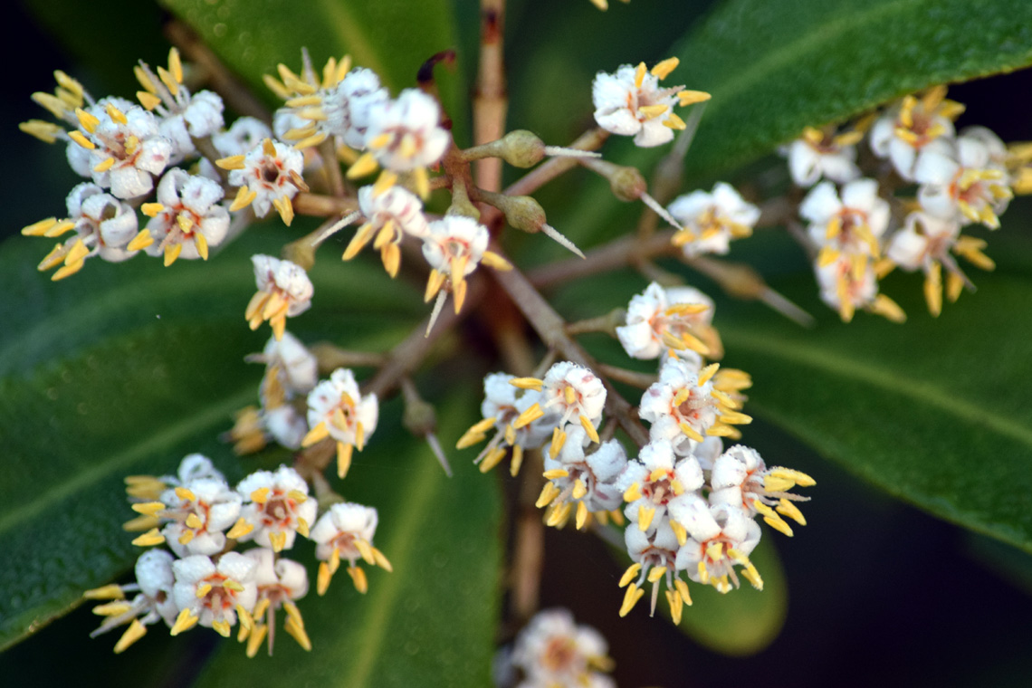 Marlberry