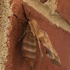 Walnut Sphinx Moth