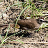 Yellow-vented Bulbul