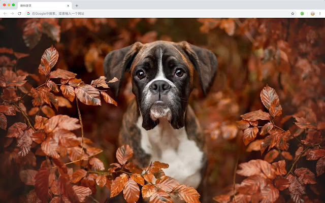 Boxer Dog HD Wallpapers Pet Series Hot
