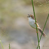 YELLOW EYED BABBLER