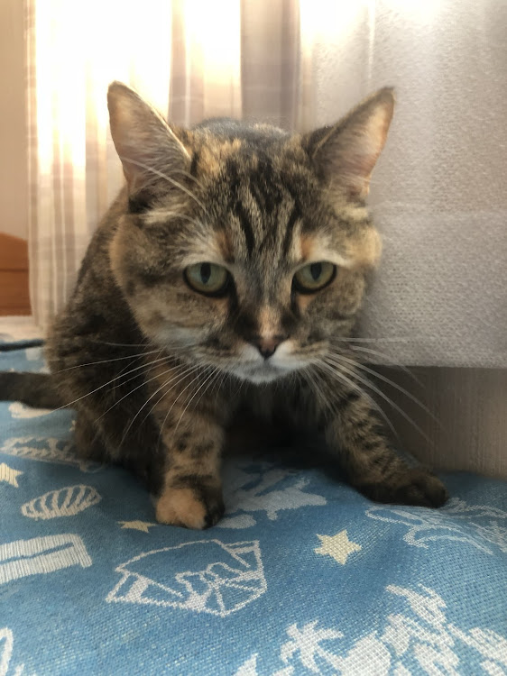 ゴルフGTIのうちの猫ちゃんに関するカスタム事例の投稿画像5枚目