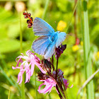 Common Blue