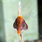 Pink-striped Oakworm Moth