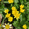 Lesser celandine