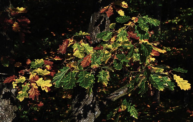 INDIAN OAK TREE