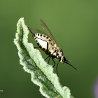 Bee fly