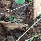 Wolf Spider with Babies