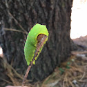 Luna Moth