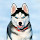 Husky Wallpapers HD Theme