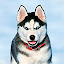 Husky Wallpapers HD Theme