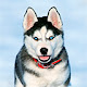 Husky Wallpapers HD Theme