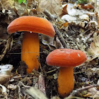 Tawny Milkcap