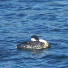 Western Grebe