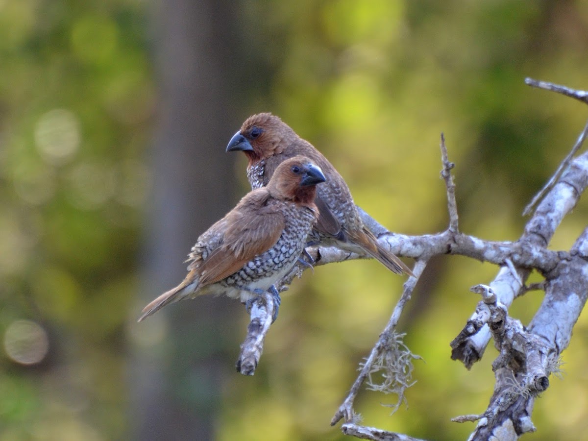 Scaly-breasted Munia