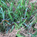 Yellow bellied water snake