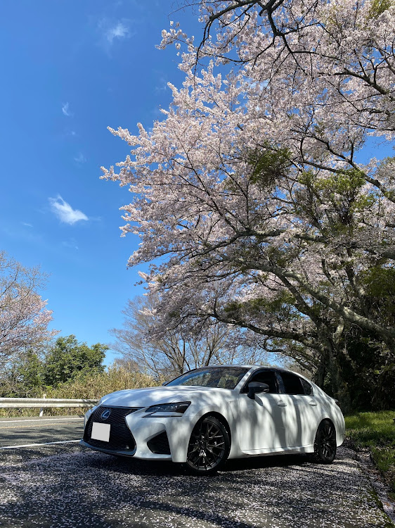 GS Fの桜と愛車・GSF・朝活・ドライブ・レクサスに関するカスタム事例の投稿画像4枚目