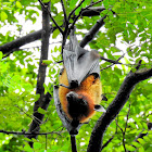 The Indian flying fox/ greater Indian fruit bat