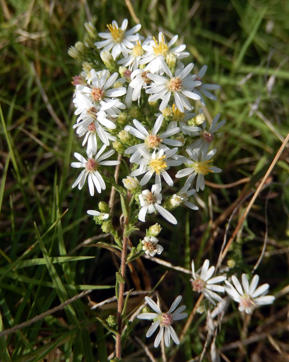 Heath Aster