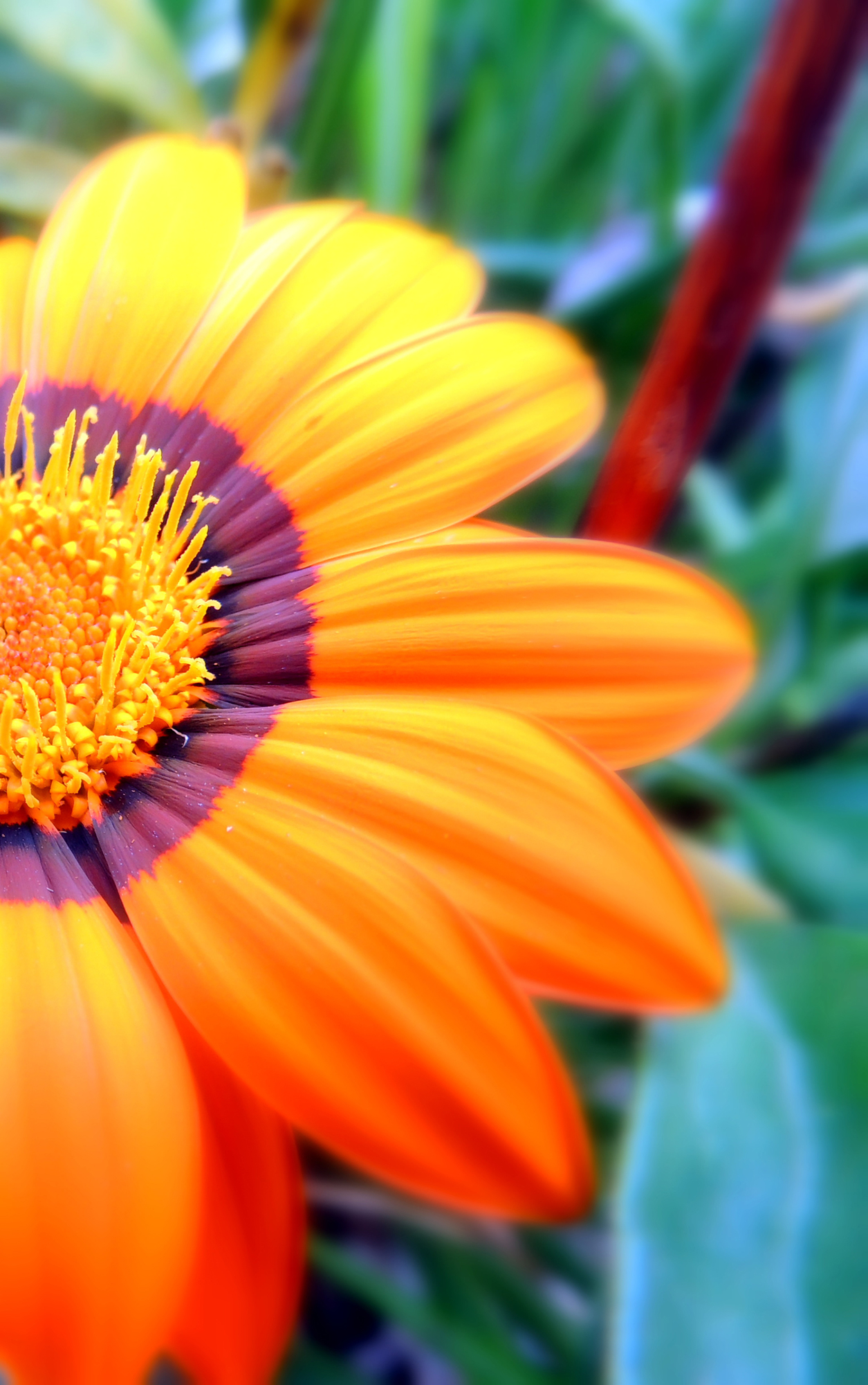 Arancio gerbera di Gianluca Del Bravo