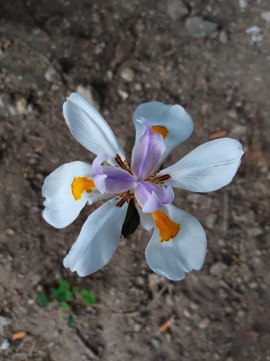 Large wild iris