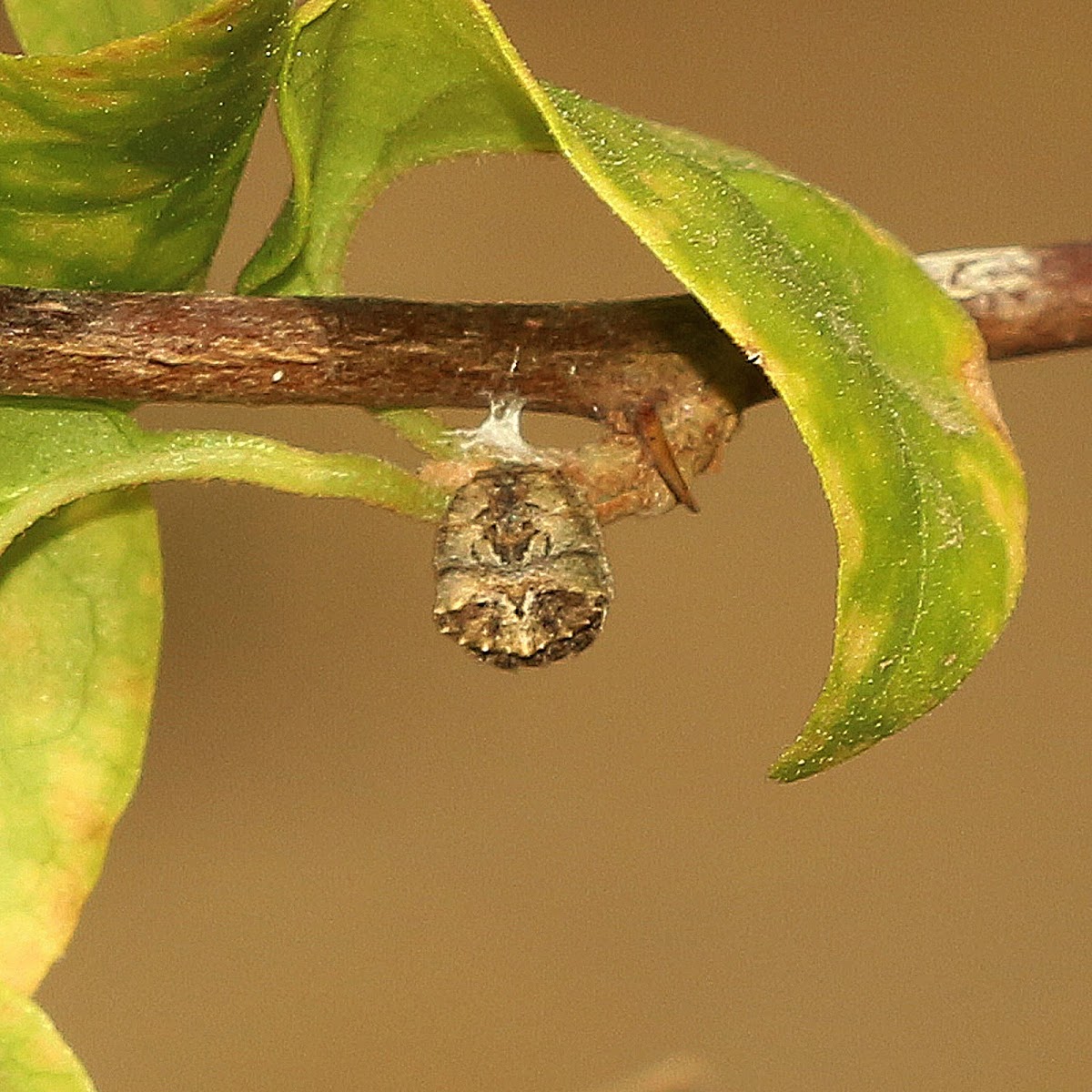 Tree Stump Spider