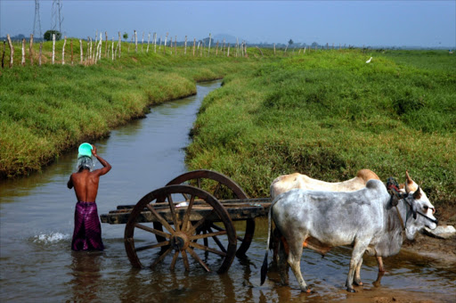 A Sri Lankan farmer finds relief from the heat as he takes a cool bath in the village of Ampara, Sri Lanka in this file photo.