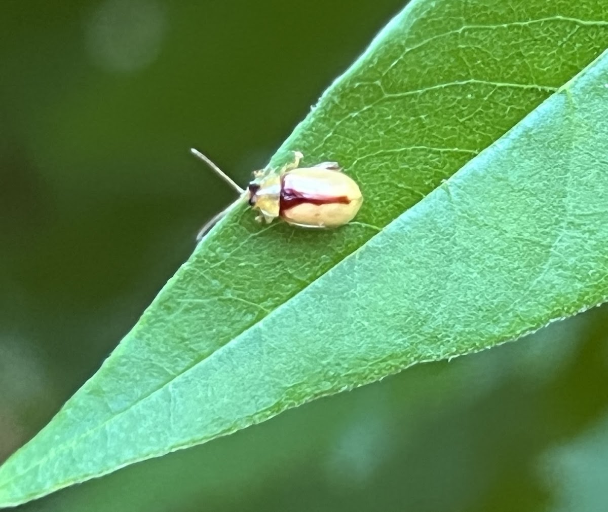 Flea Beetle