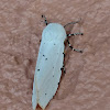 Salt Marsh Tiger Moth