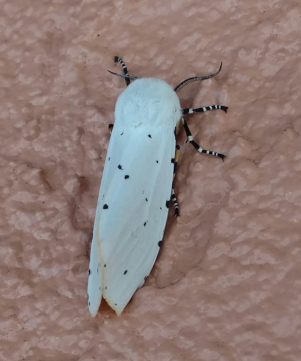 Salt Marsh Tiger Moth