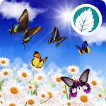 Butterfly Live Wallpaper Apk