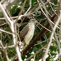 Roadside Hawk