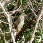 Roadside Hawk