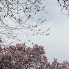 Flowering cherry trees