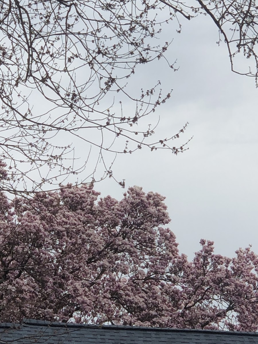 Flowering cherry trees