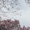 Flowering cherry trees