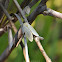 Tussock Moth