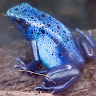 Blue Poison Dart Frog